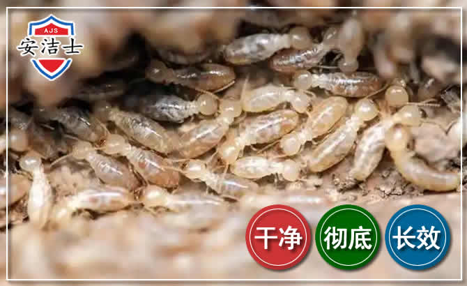 文成白蚁防治