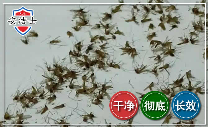 文成苍蝇防治-灭蝇