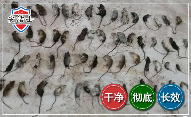 文成鼠害防治-灭鼠