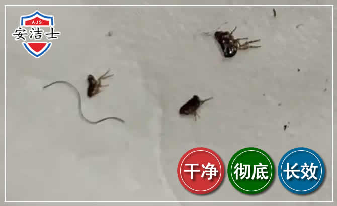 文成跳蚤防治-灭跳蚤