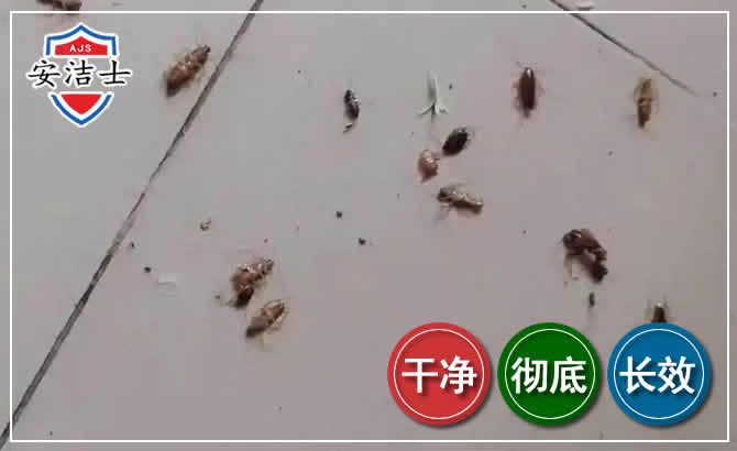 文成蟑螂防治-灭蟑螂